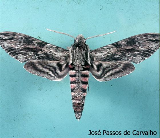 © José Passos de Carvalho